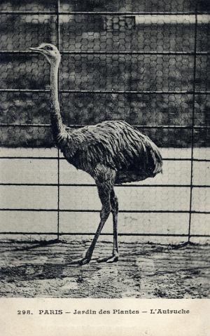 Carte postale