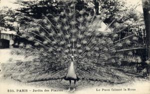 Carte postale