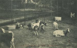 Carte postale