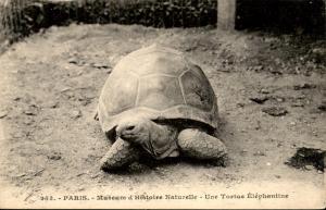 Carte postale