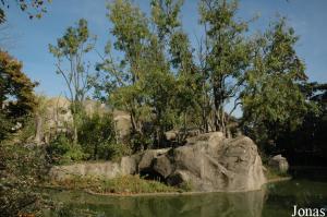 Île des atèles noirs à face noire