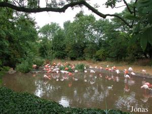 Colonie de flamants roses