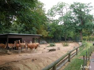 Enclos des guanacos