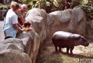 Enclos des hippopotames nains