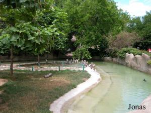 Enclos des hippopotames pygmées occupé par les manchots de Humboldt lors de la rénovation de l'installation de ces derniers