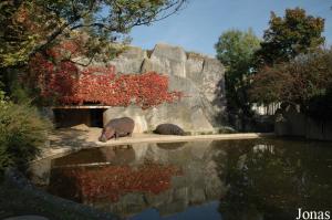 Bassin des hippopotames amphibies