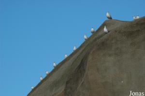 Mouettes observatrices sur les rochers