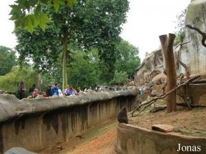 Enclos des macaques du Japon