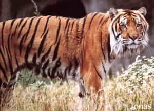 Tigre