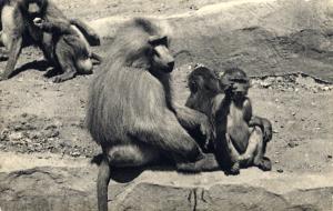 Carte postale