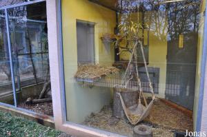 Cages intérieure et extérieure des coatis