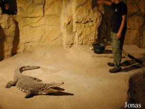 Crocodile du Nil et son soigneur