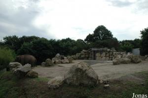 Installation des éléphants asiatiques