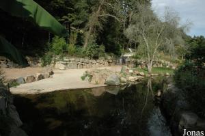 Installation des hippopotames amphibies