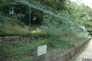 Enclos des loups à crinière