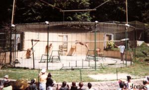 Dressage de pumas