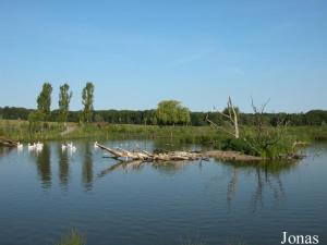 Plan d'eau des pélicans frisés