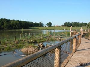 Installation des tortues aquatiques