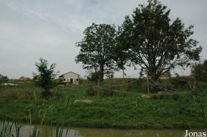 Île des capucins à épaules blanches