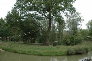 Île des gibbons à favoris du Laos