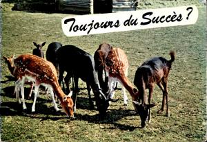 Carte postale