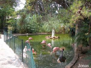 Bassin des oiseaux aquatiques