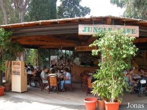 Jungle Café