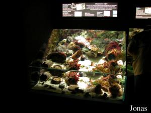 Aquarium de la salle Méditerranée