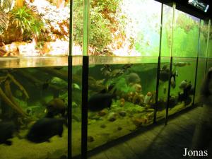 Mangrove longue de 9 mètres