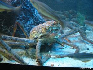 Crabe araignée, le plus grand des arthropodes