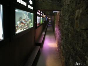 Aquarium et couloir de visite