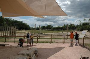 Installation des éléphants asiatiques