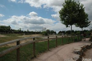 Installation des éléphants asiatiques