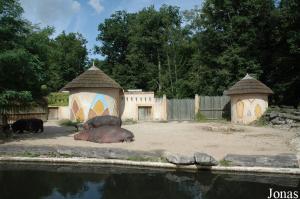 Installation des hippopotames amphibies