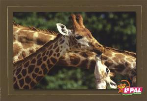 Carte postale