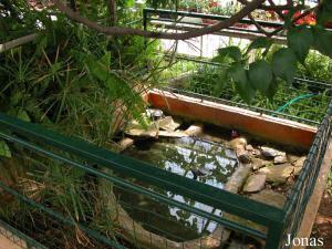 Bassin des tortues aquatiques