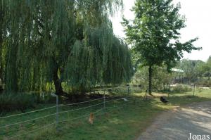 Mini-ferme du Spaycific'Zoo