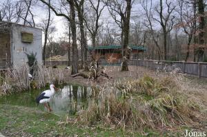 Enclos des cigognes blanches