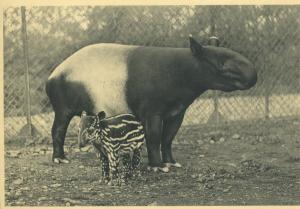 Carte postale