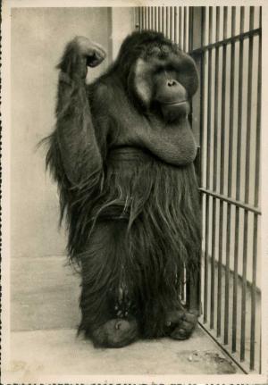 Carte postale