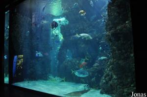 Aquarium, Le Lagon aux Requins