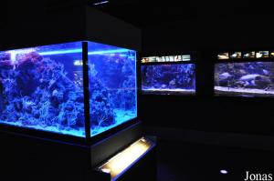 Aquarium, salle de la Mer Méditerranée