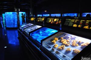 Aquarium, salle de la Mer Méditerranée