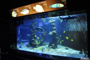 Aquarium, salle des mers tropicales