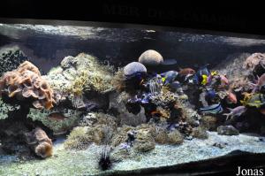 Aquarium, salle des mers tropicales