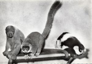 Carte postale