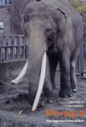 <strong>Murugan, een legendarische olifant</strong>, Piet Duizer en Luciana Macaluso, Cyclone, Thorn-Enkhuizen, 2003