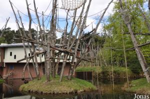 Installation des orangs-outans de Bornéo