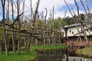 Installation des orangs-outans de Bornéo