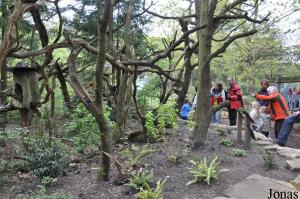 Espace des tamarins lions